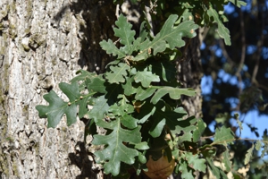 Valley Oak leaves